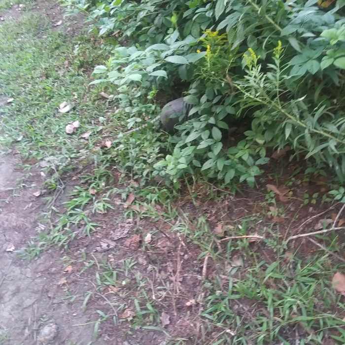 Near Woodlands Trail