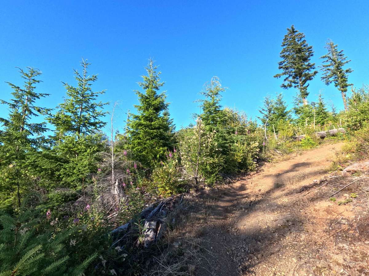 East Phantom Bear photo 5