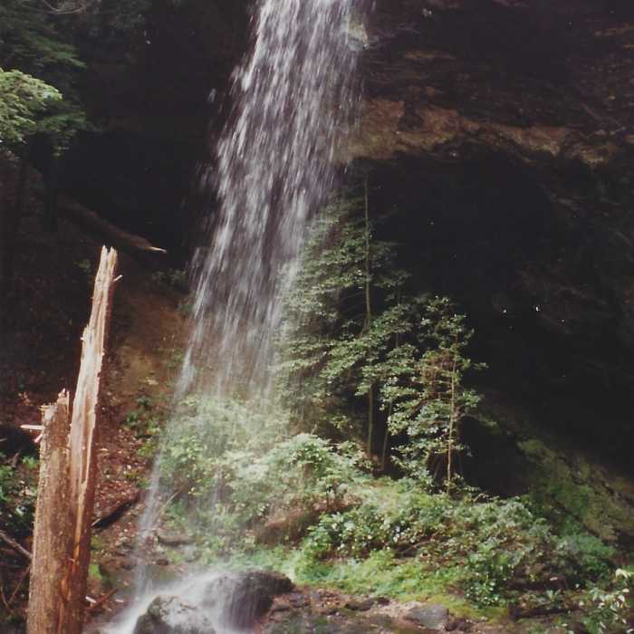 Near Moore Cove Trail #318