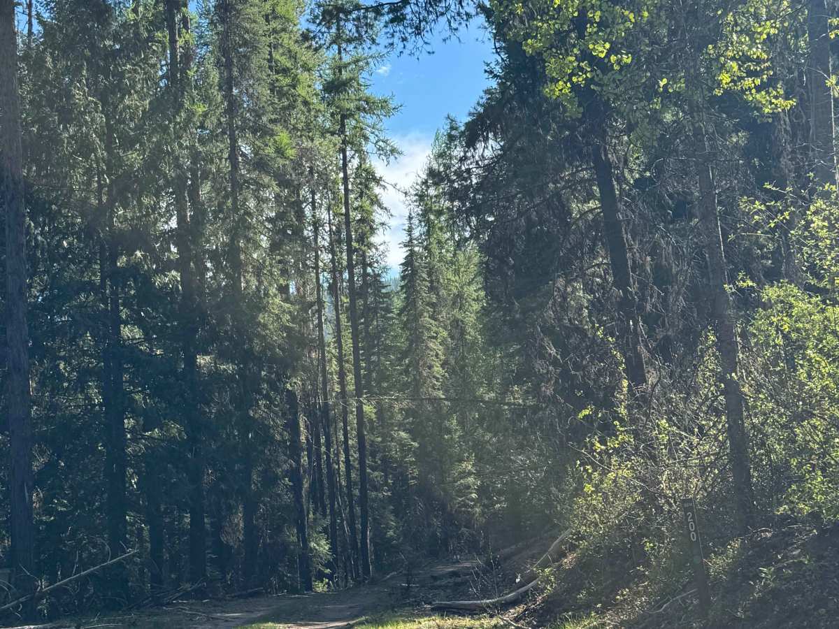 Dollar Mountain - FS 2014-200 trail photo