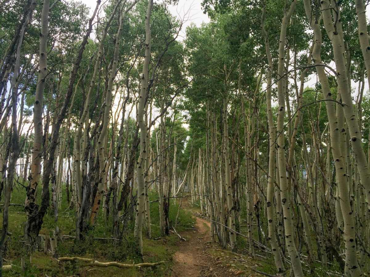 Yellowstone ATV Trail trail photo