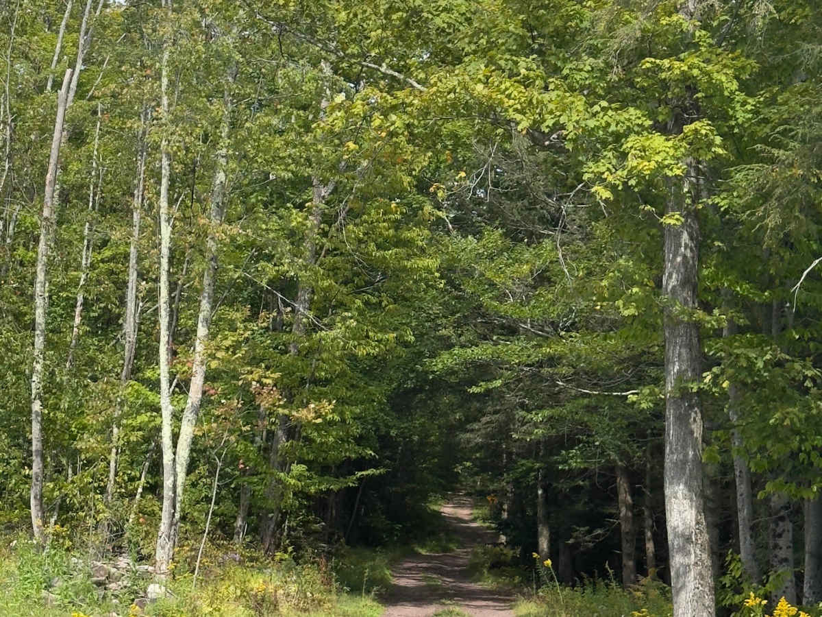 Huntersfield Pathway photo 2