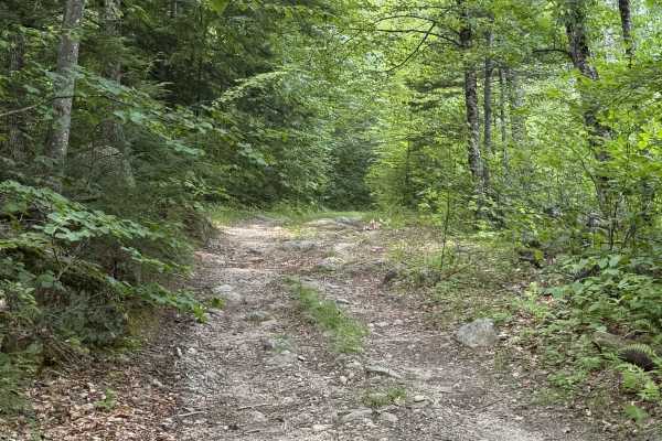 Page Trace Road