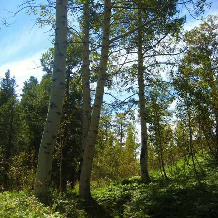 Near Bell Meadow Trail