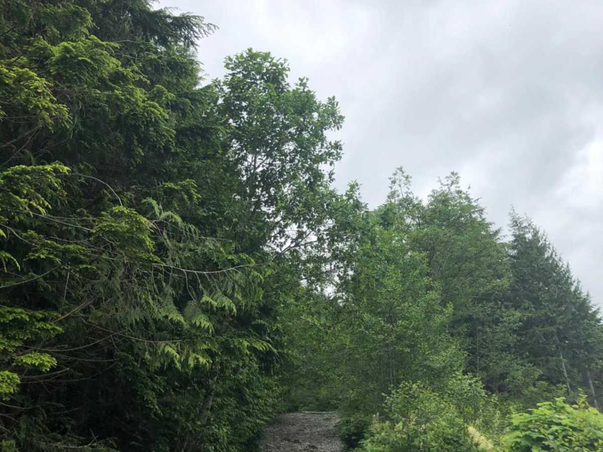 Mine Creek Rd photo 3