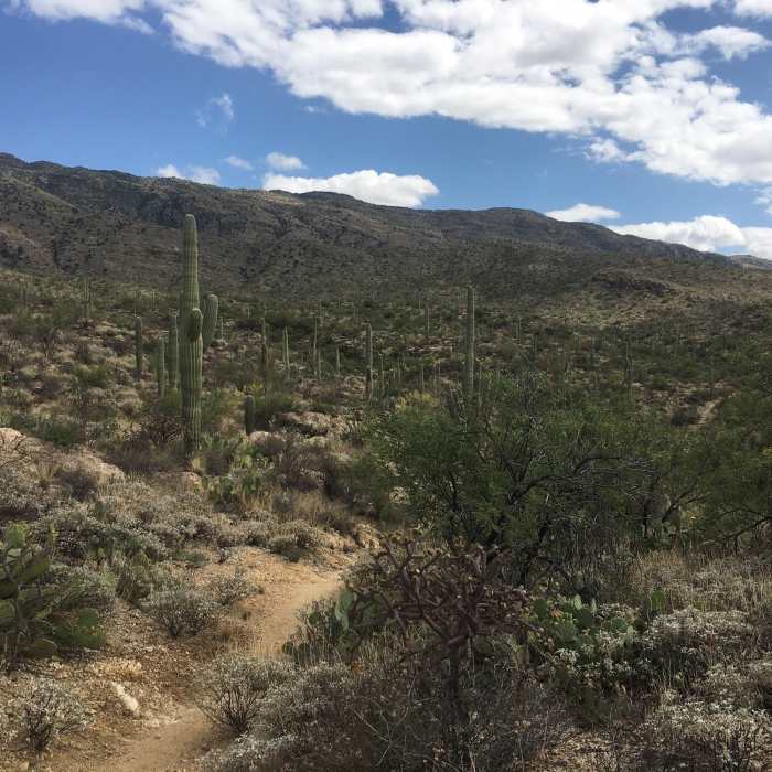 Heading down, even though I'm going up still, to the Carillio junction then about another .3 miles to the Trails end. You can see as you begin climbing the vegetation starts to change a bit. Still Saguaros but starting to thin out. More Brittle Brush, Ocotillo, Teddy Bear Cholla and grasses. Near Wildhorse Trail