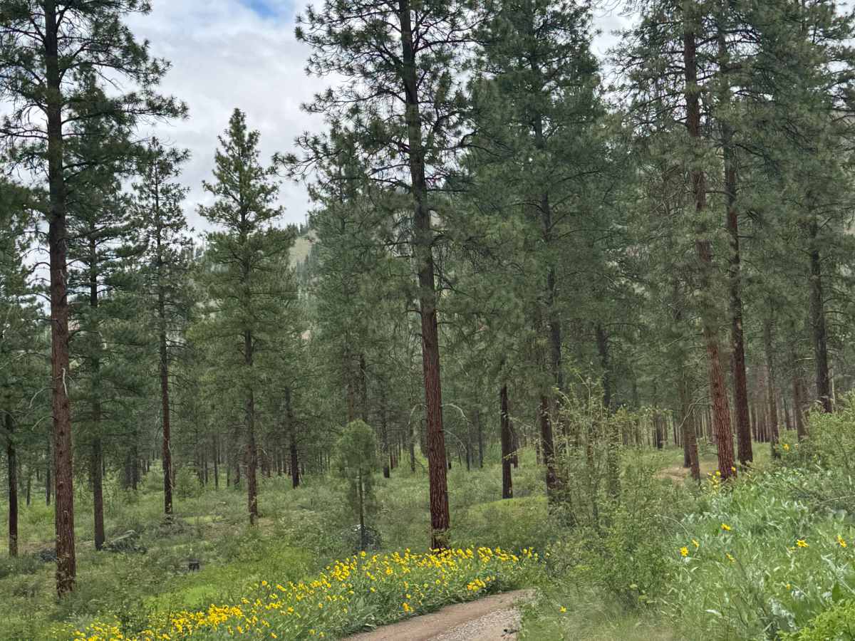 Pearrygin Creek Road photo 3
