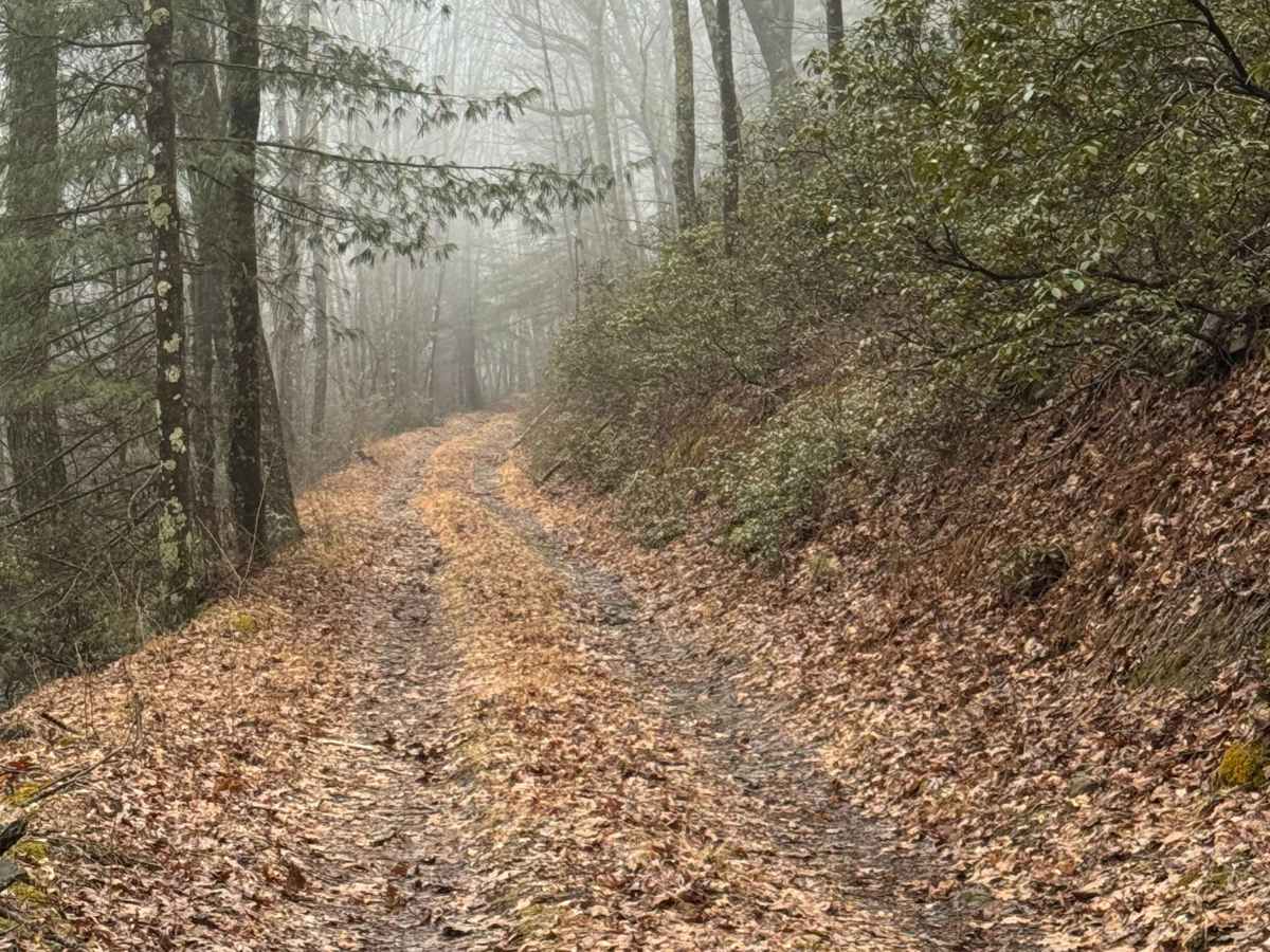 Old Wooded Road photo 5