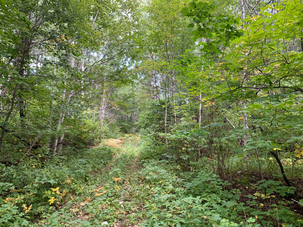 Host Lake Trail - FS 358C photo 6