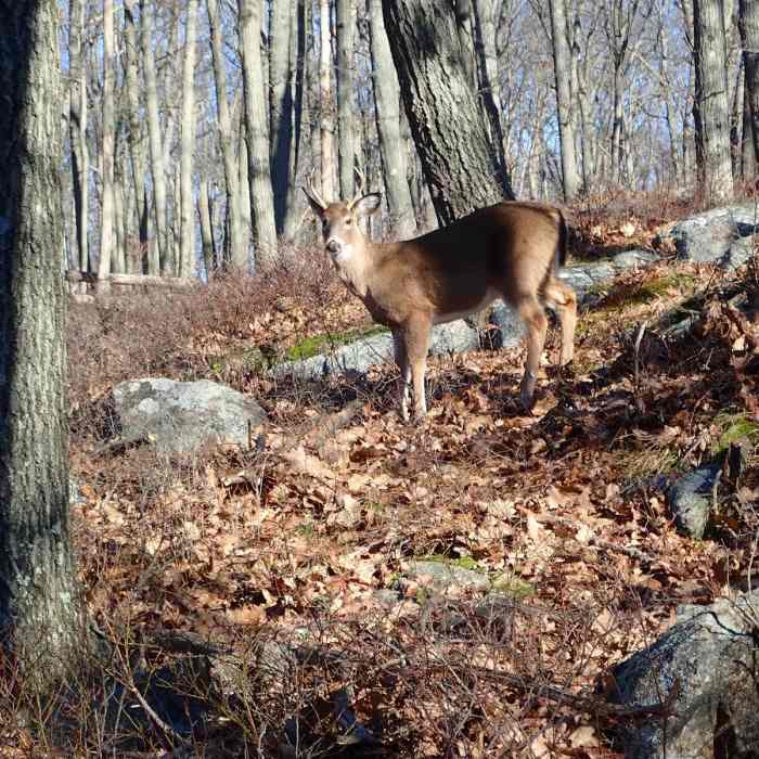 Near Diamond Mountain via Seven Hills Trail