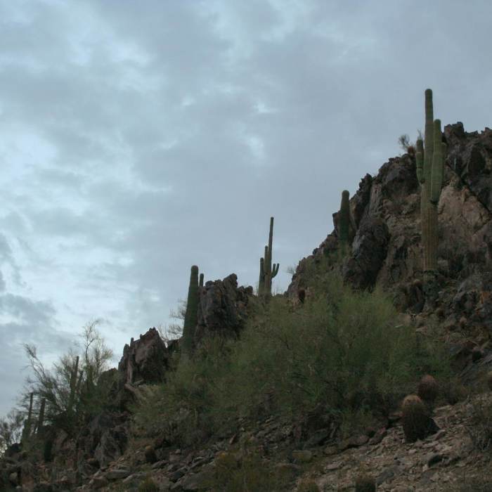 Near Quartz Ridge Trail, Phoenix Mountain Preserve