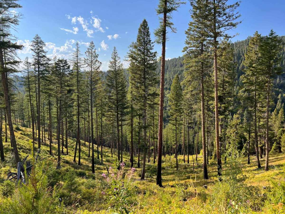 Lower Clairmont trail photo
