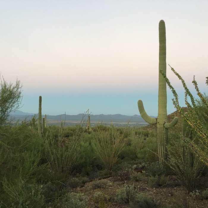 Early morning on the Gould Mine Trail looking into Avra Valley. Near Gould Mine Trail