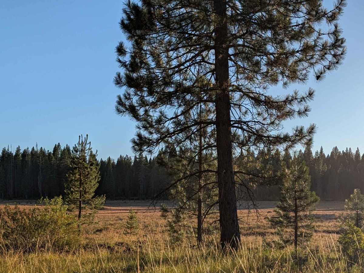 White Deer Lake - FS 41N40 trail photo