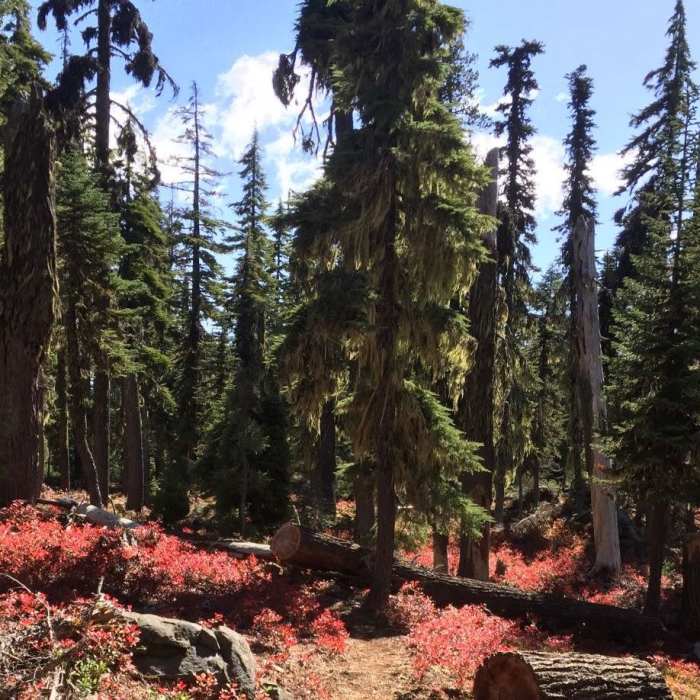 Near Pacific Crest Trail: Oregon Section C - Highway 140 to Highway 138