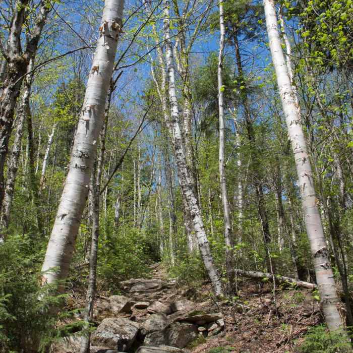 Near Mount Hale via Hale Brook Trail Near Mount Hale via Hale Brook Trail