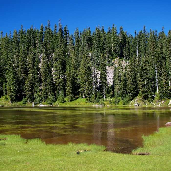 Near Indian Heaven Trail #33