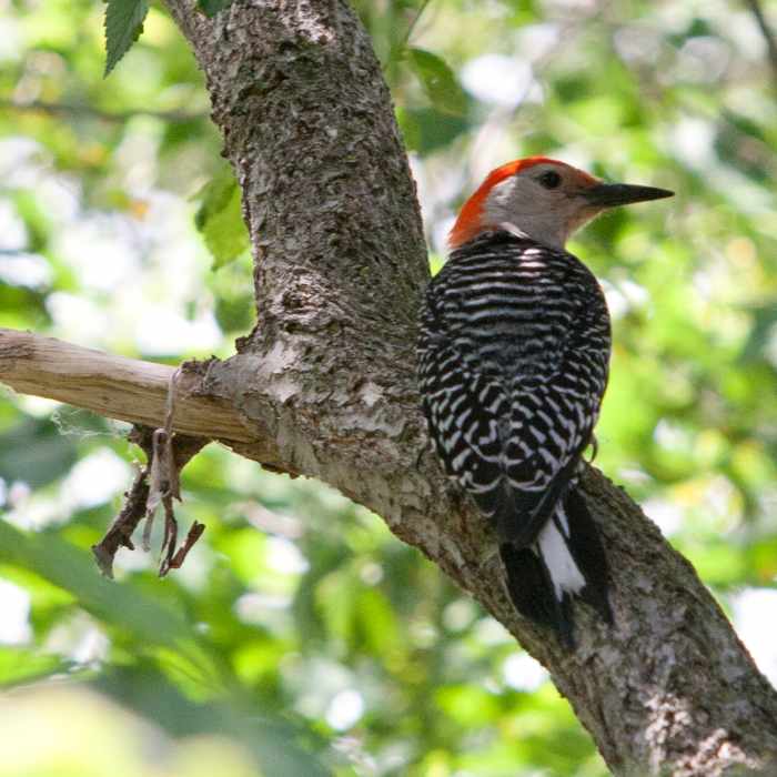 Red-bellied Woodpecker as seen at the Bay Beach Wildlife Sanctuary, Green Bay, Wisconsin June 12, 2012 Near Bay Beach Short Loop