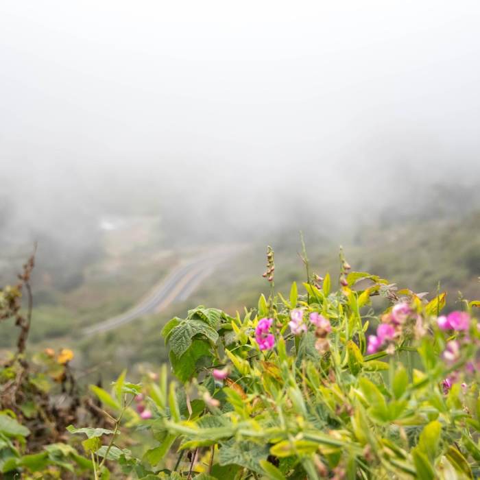 Near Rodeo Valley Trail to Miwok Trail Loop