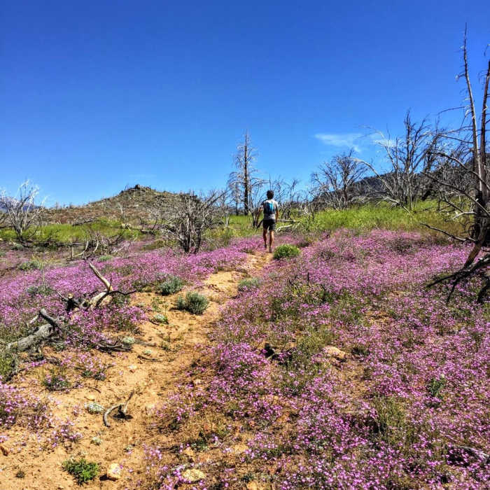 Near Wildrose Trail (37E01) via Kennedy Meadows