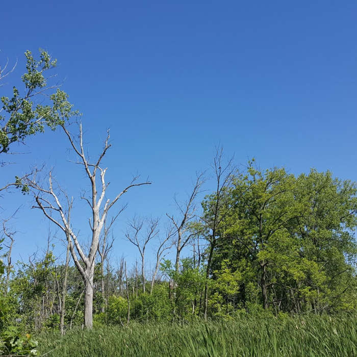 Near Prairie Wolf Forest Preserve Trail