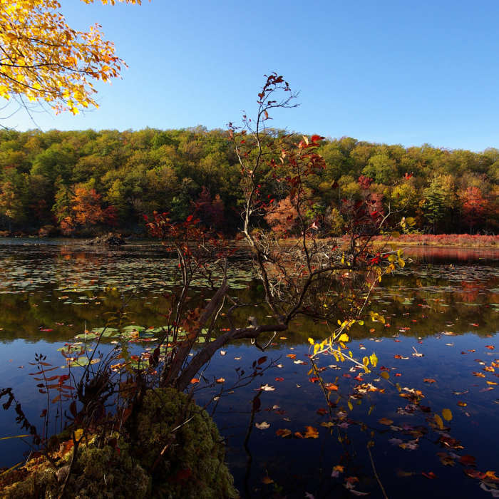 Near Rattlesnake Swamp Trail
