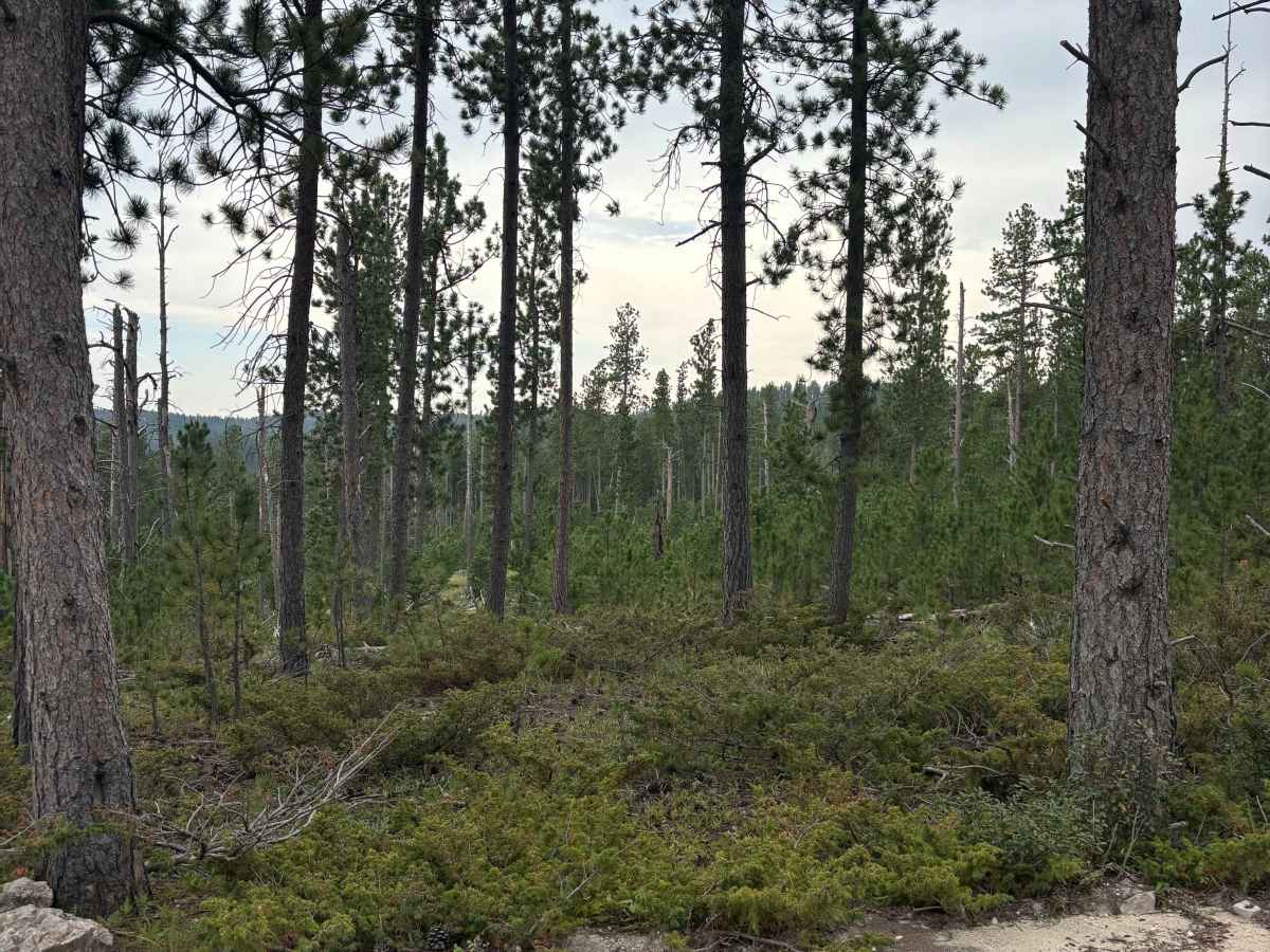 Castle Creek trail photo