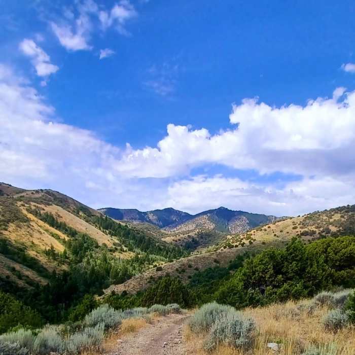 Near Bell Marsh-Walker-Goodenough