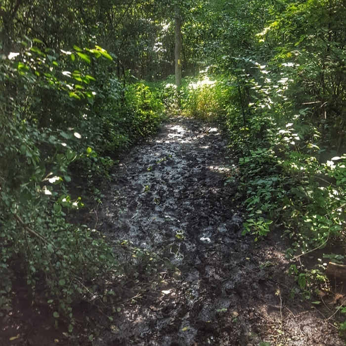 Waterville muddy section Near Ice Age Trail: Waterville Segment