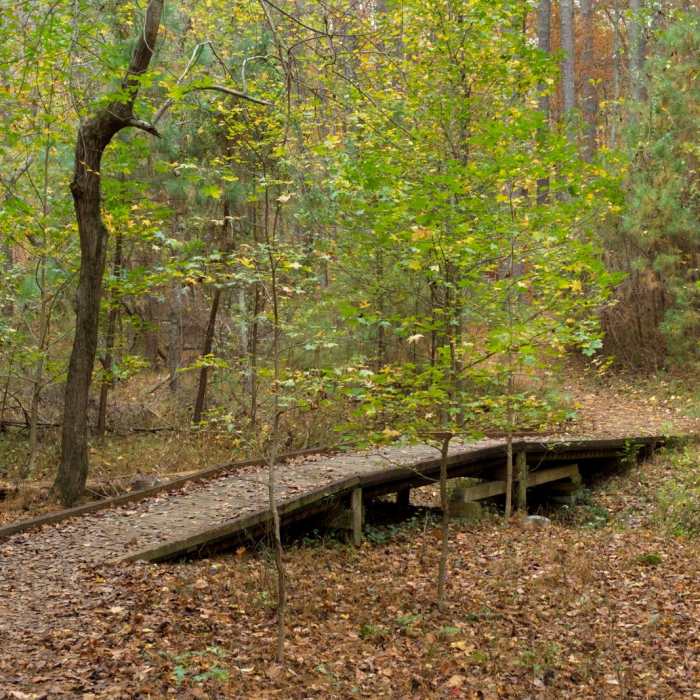 Near Homestead, Sweetgum + White Pine Loop