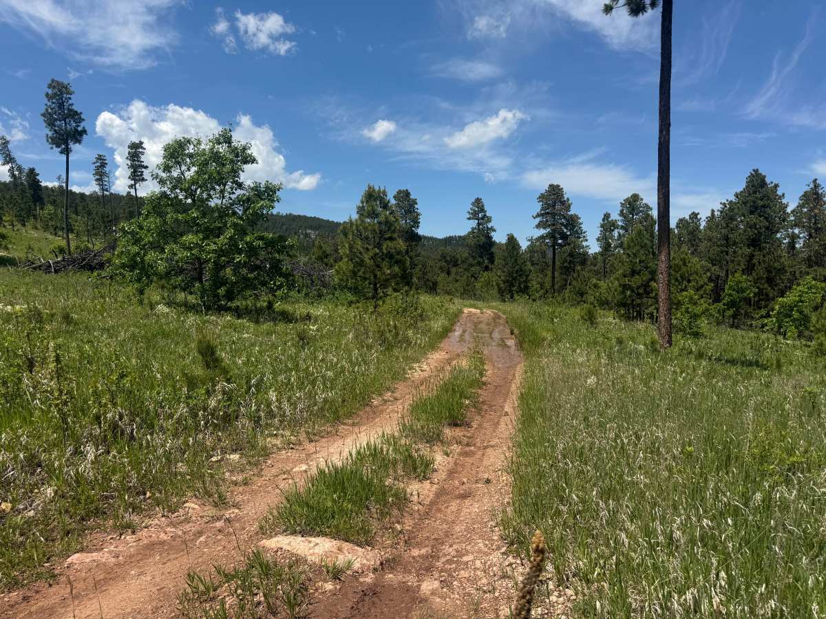 Forbes Gulch Br 1d - FS 169.1D trail photo