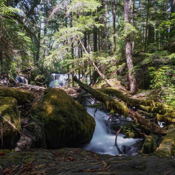 Near Pearsoney Falls Nature Trail