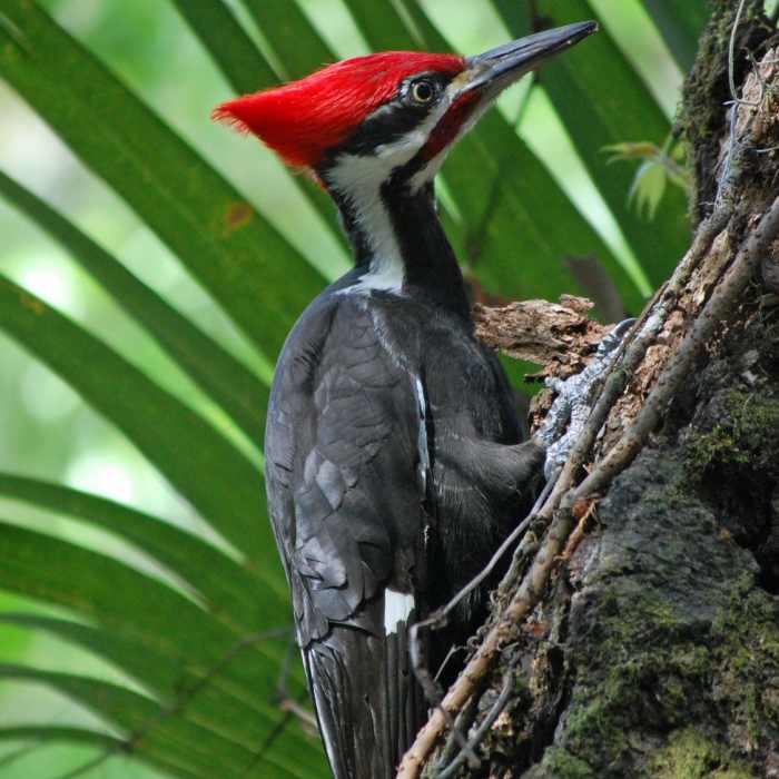 Pileated woodpecker Near Seminole Loop