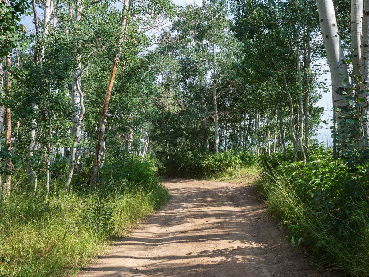 Bald Mountain - FS 70043 trail photo