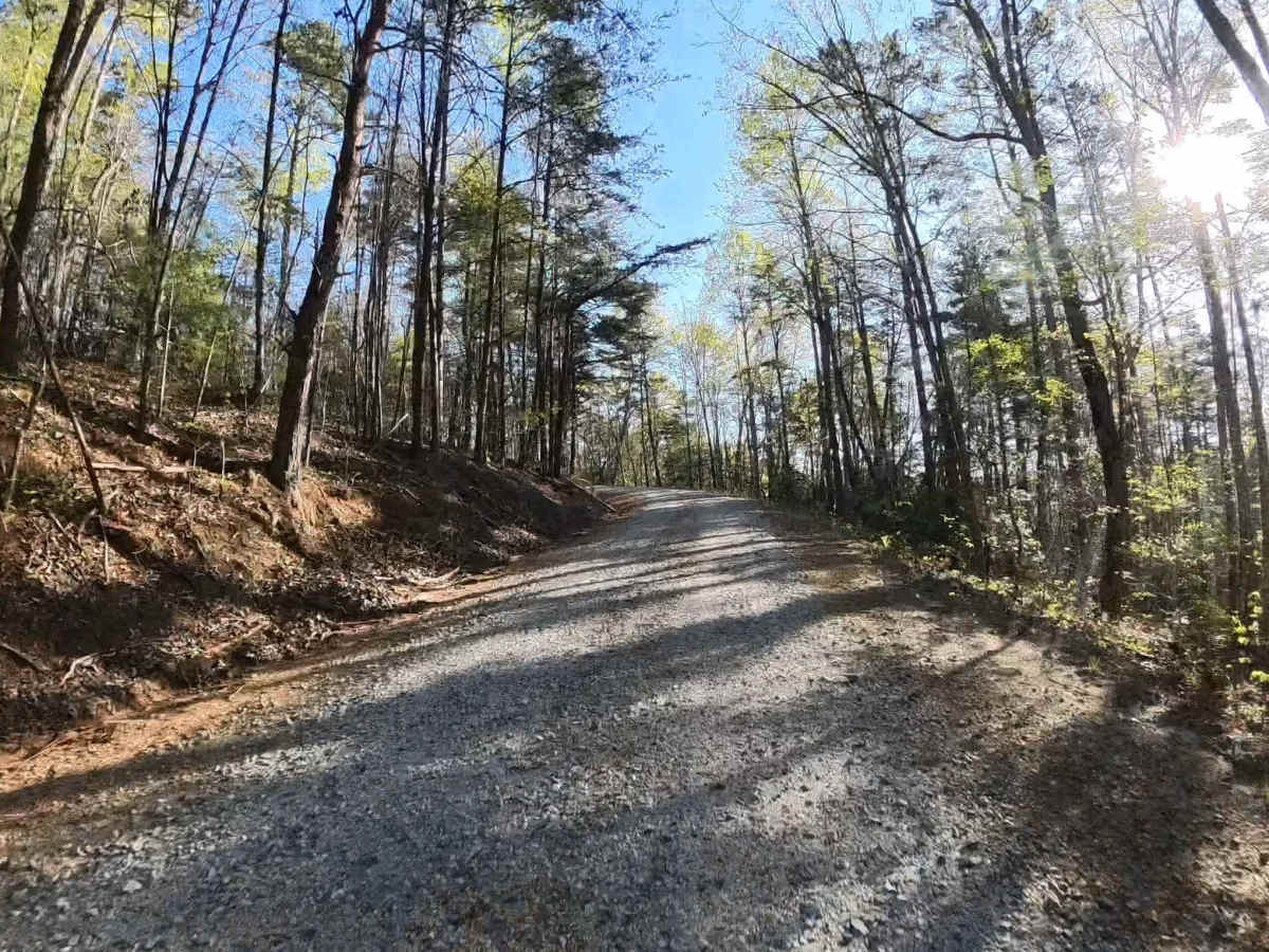 Forest Route 768 photo 3