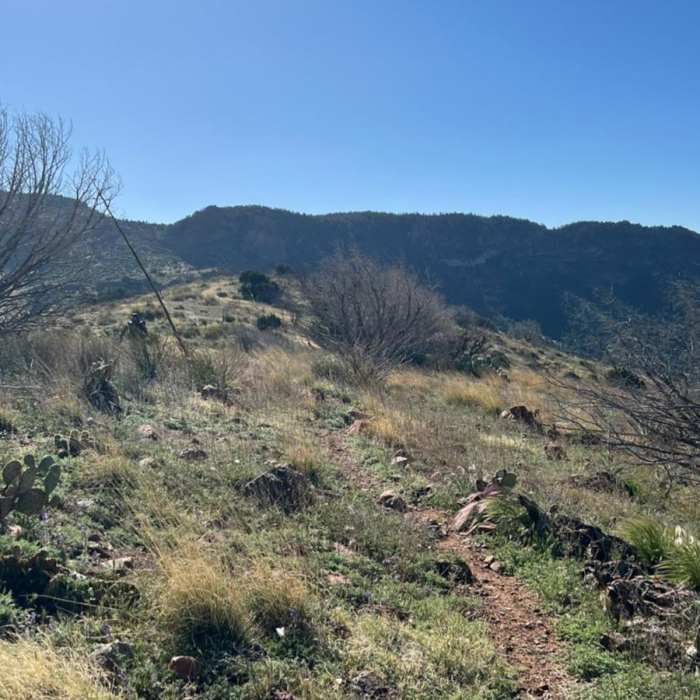 Near Two Bar Ridge Trail #119