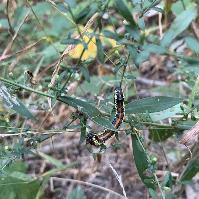 Friend along the trail. Near Pilot Knob Trail