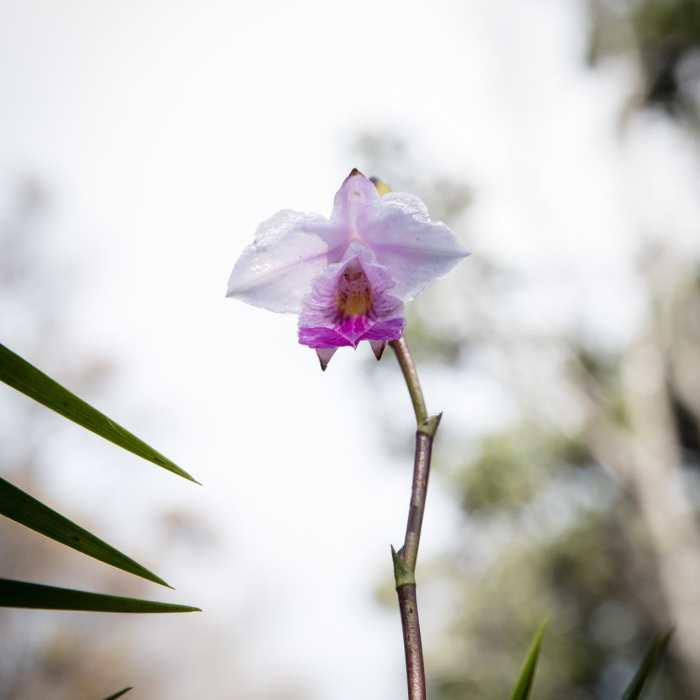 Near Keanakako'i Crater Hike