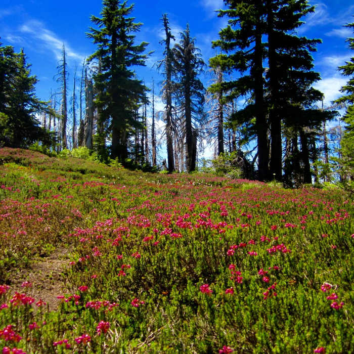 Near Cairn Basin + McNeil Point via the Vista Ridge Trail