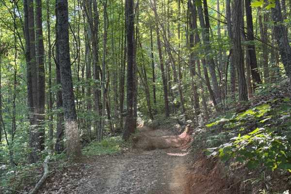 Beasley Knob Bitter Creek Loop - FS 93