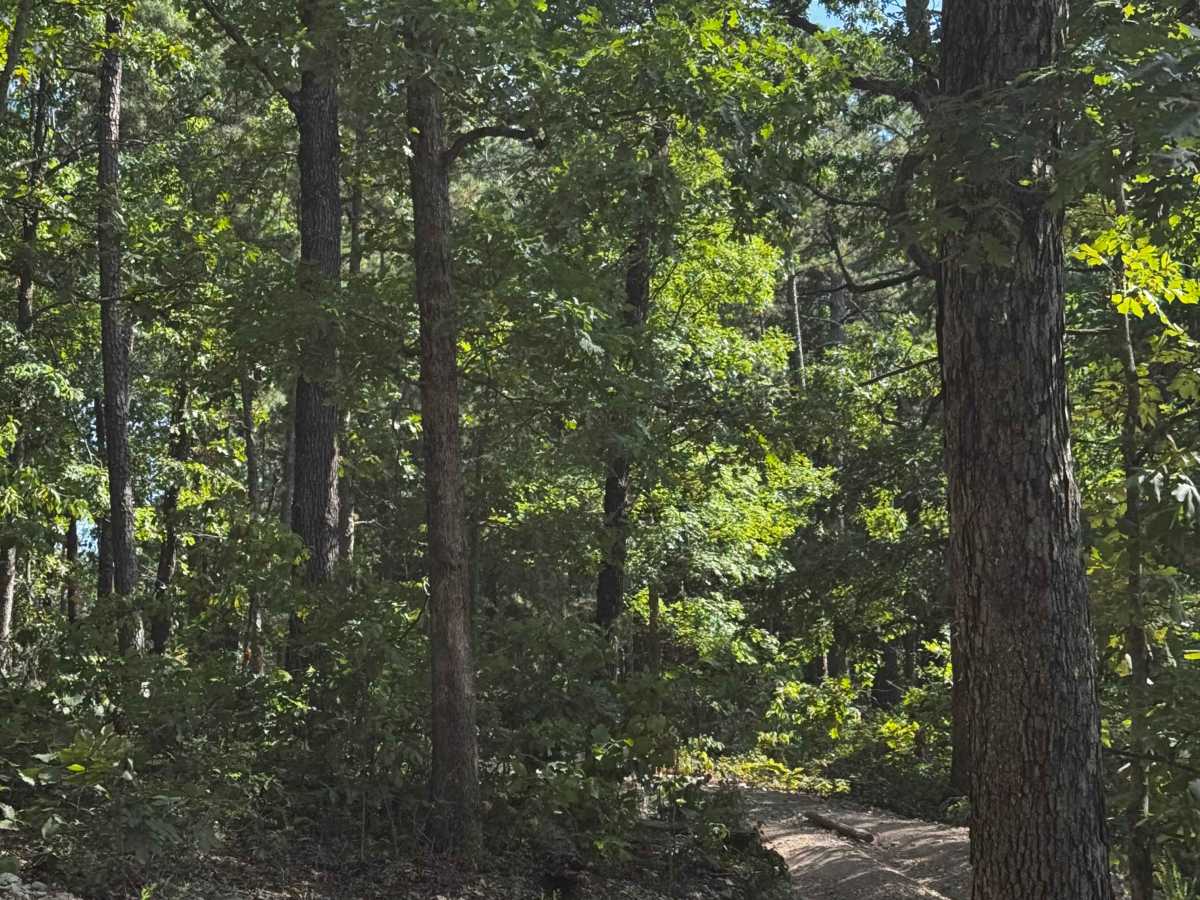 Short Cut to Cabins photo 4
