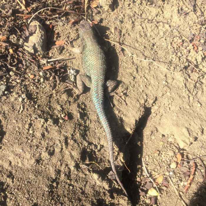 Near West Mount Baldy