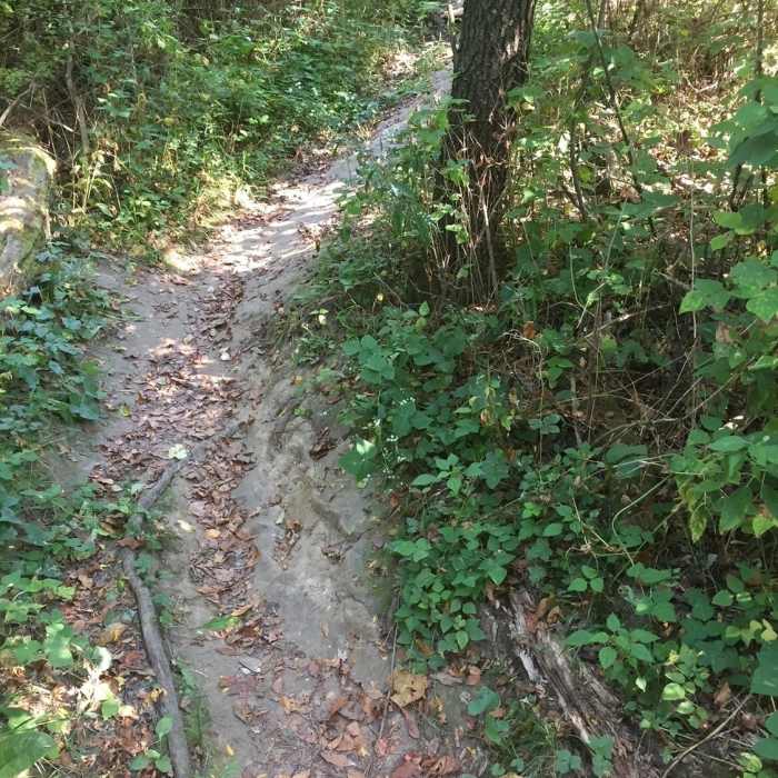 Near Dogwood Hill