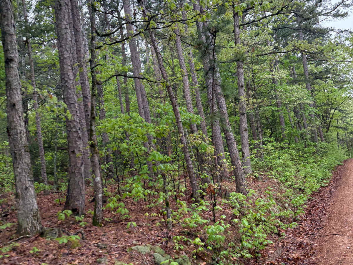 Spring Creek Falls photo 2