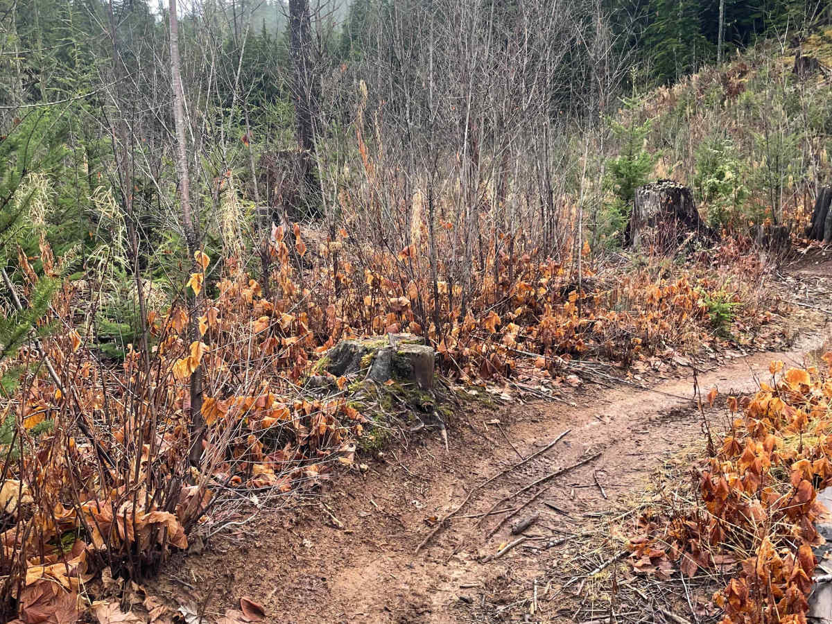 Puppet Master trail photo