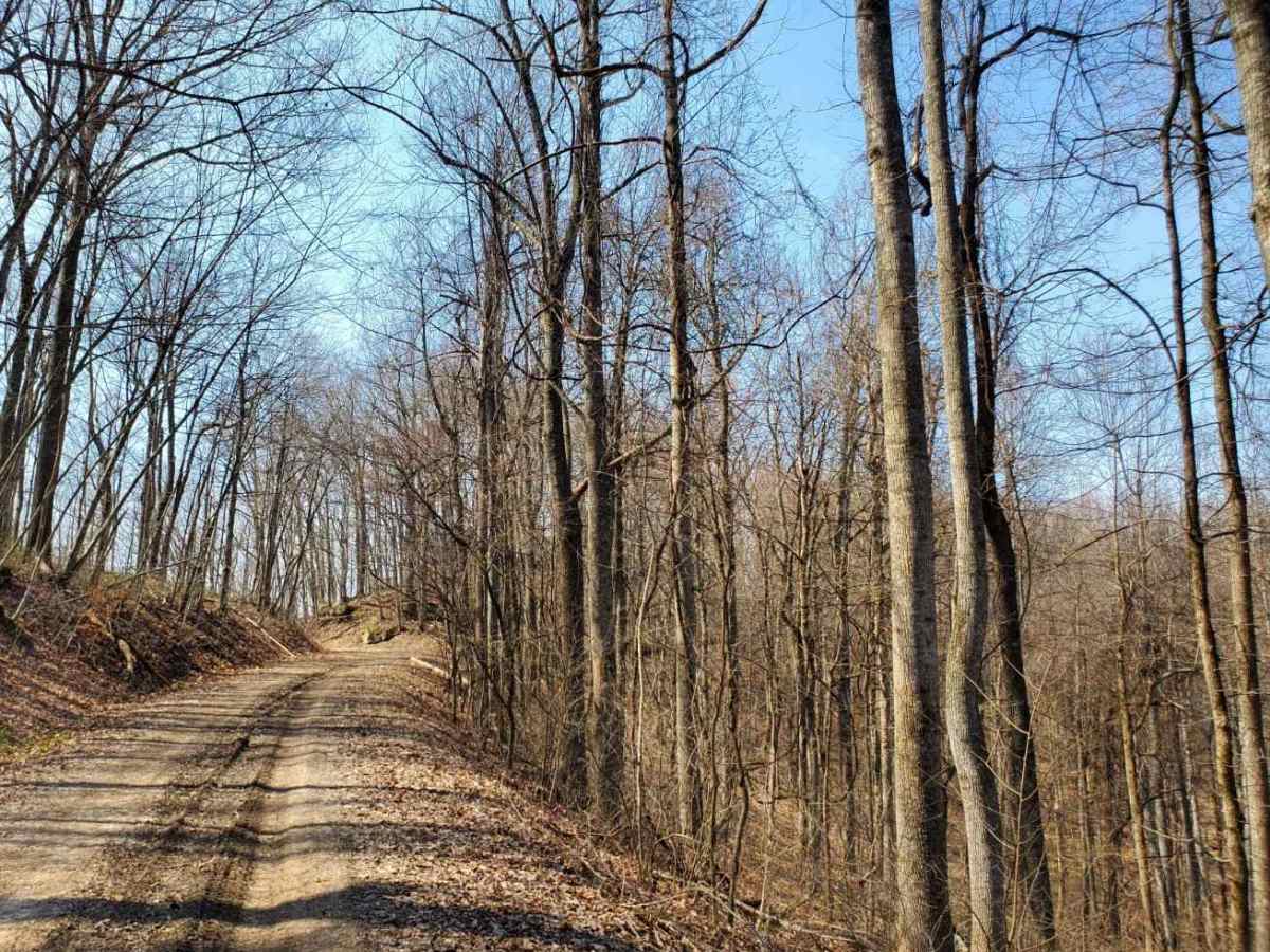 June Bug trail photo