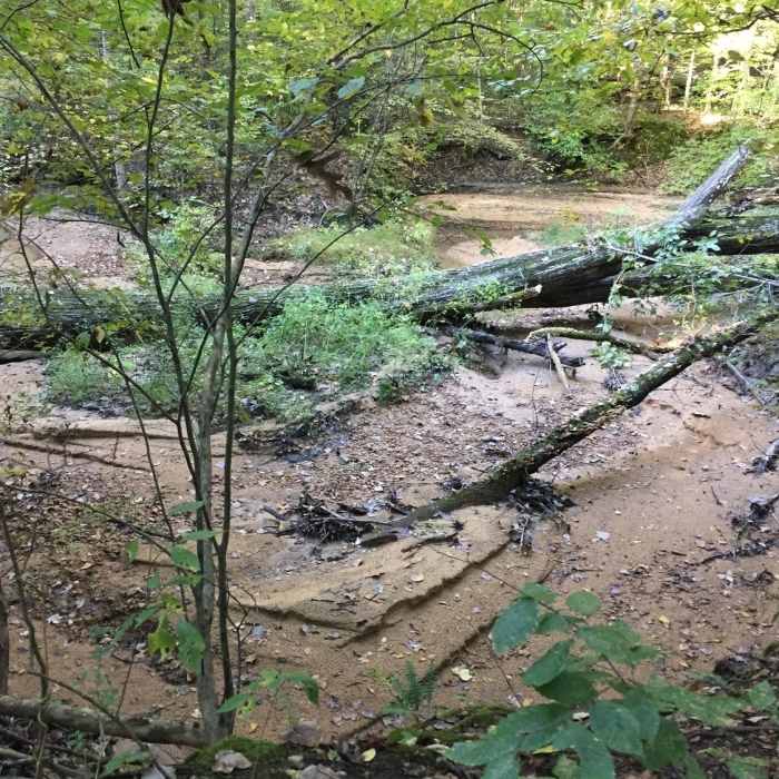Near Chickasaw Bluff Trail