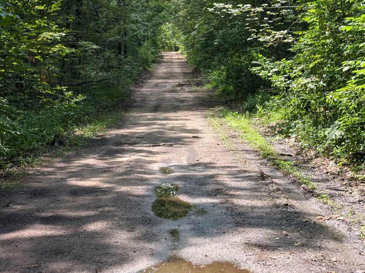 FS 3135 trail photo