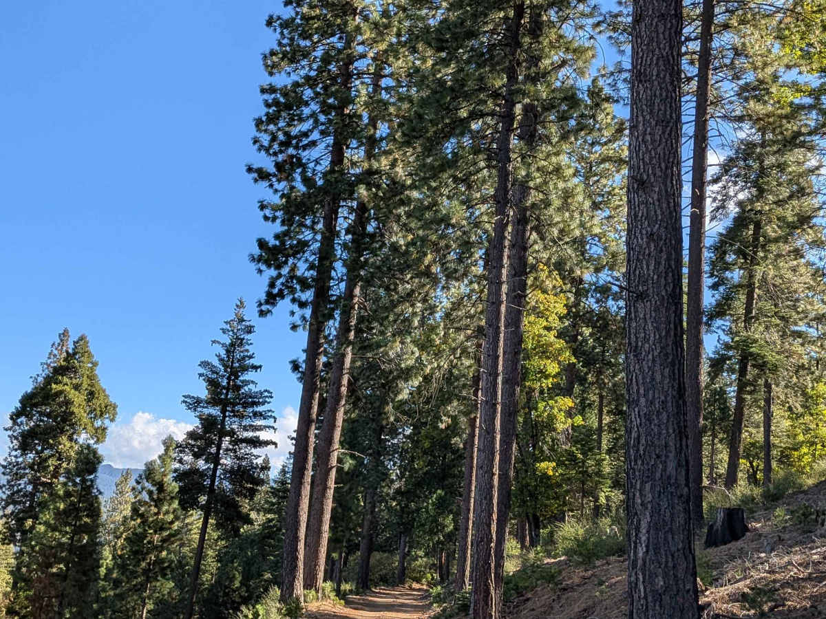 Spring Gap Road - FS 4N14 photo 3