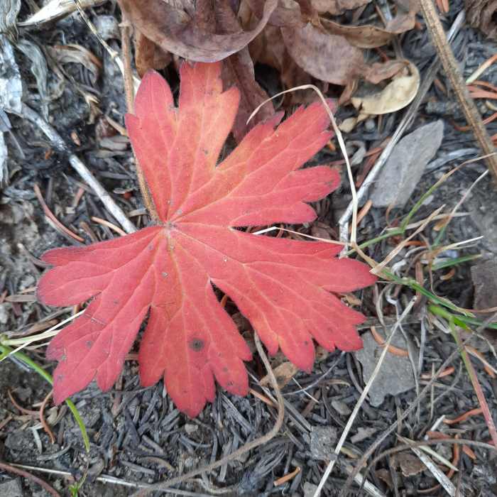 Near Golden Trout Lakes Trail CE
